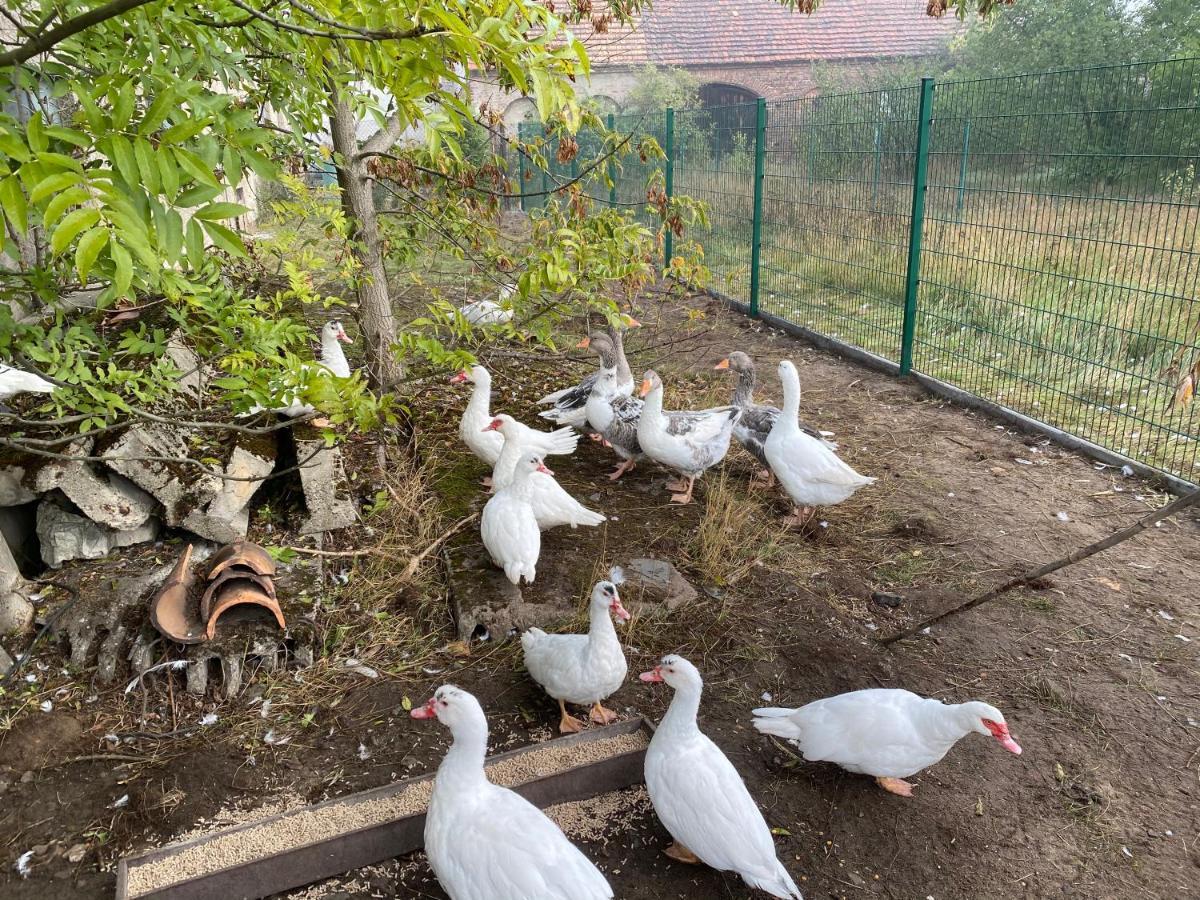 Ferienwohnung Auf Dem Bauernhof Cottbus Kültér fotó