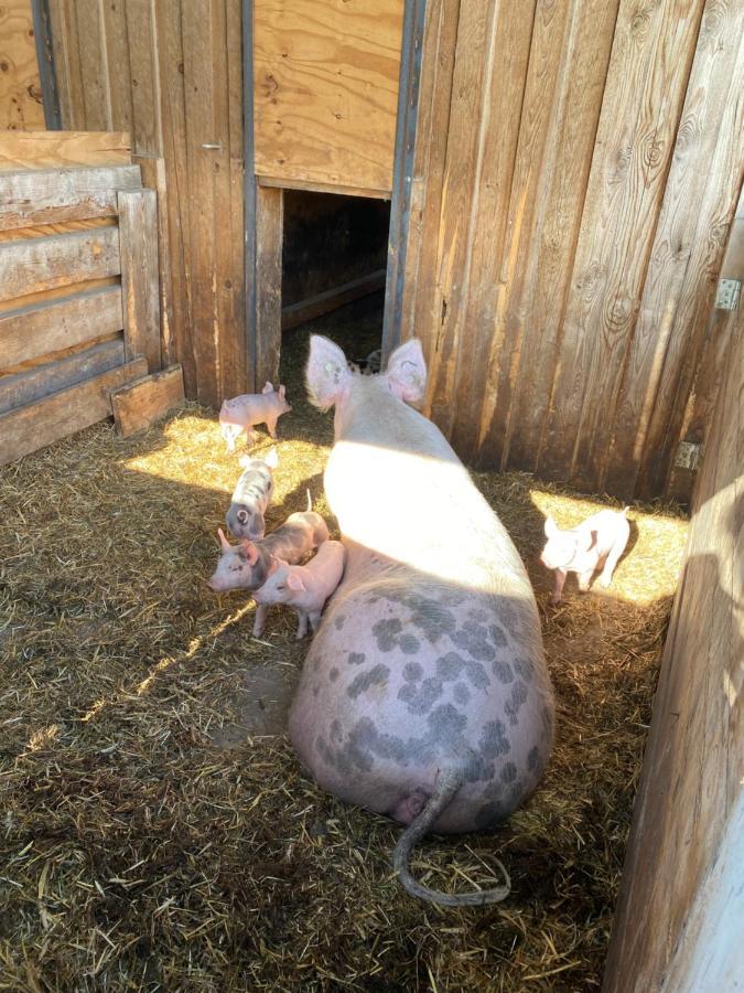 Ferienwohnung Auf Dem Bauernhof Cottbus Kültér fotó